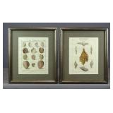 Pair of Antique Shell Prints