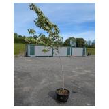 Red Maple Tree