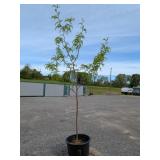 Honey Locust Tree