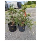 Green Giant Arborvitaes