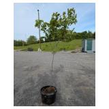 Red Maple Tree