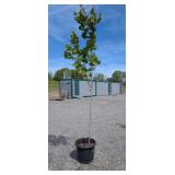 Red Maple Tree