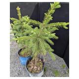 Blue Spruce Trees