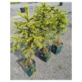 Norway Spruce Trees