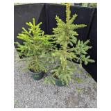 Spruce Trees