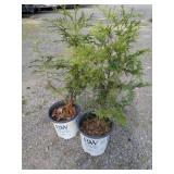Green Giant Arborvitaes