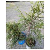 Green Giant Arborvitaes