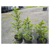 Meyers Spruce Trees