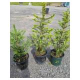 Meyers Spruce Trees