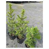 Meyers Spruce Trees