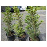 Meyers Spruce Trees