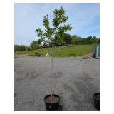 Red Maple Tree