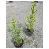 Meyers Spruce Trees