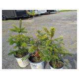 Canaan Fir Trees