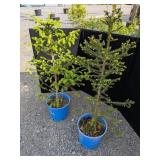 Norway Spruce Trees
