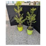 Norway Spruce Tree