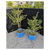 Norway Spruce Trees