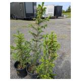 Meyers Spruce Trees
