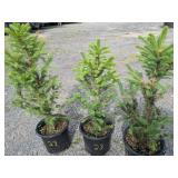 Meyers Spruce Trees