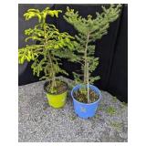 Norway Spruce Trees