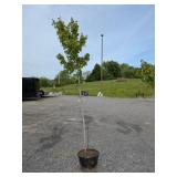 Red Maple Tree
