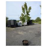 Red Maple Tree
