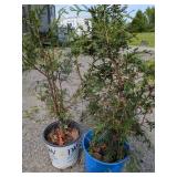 Green Giant Arborvitaes