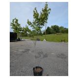 Red Maple Tree