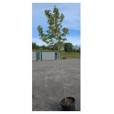 Red Maple Tree