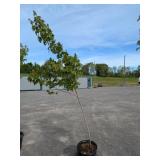 Red Maple Tree