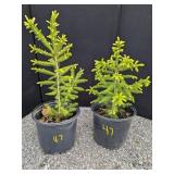 Black Hills Spruce Trees