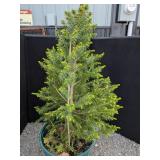 Black Hills Spruce Tree
