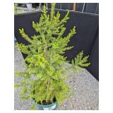 Black Hills Spruce Tree