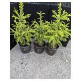 Black Hills Spruce Trees