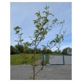 Honey Locust Tree