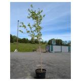 Sugar Maple Tree