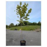 Sugar Maple Tree