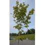 Maple, Locust and Evergreen Trees