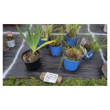 6 ASSORTED PERENNIALS