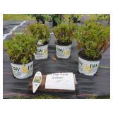 4 PURPLE ILLUSION SPEEDWELL PLANTS