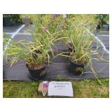 4 CONCORDE GRAPE SPIDERWORT PLANTS
