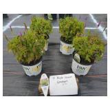 4 PURPLE ILLUSION SPEEDWELL PLANTS