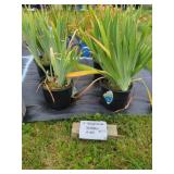 4 PERENNIAL BEARDED IRISES