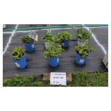 7 PERENNIAL GARDEN SAGE PLANTS