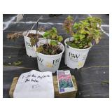 3 PROVEN WINNERS BEE BALM PLANTS