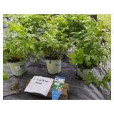 6 ANEMONE CANADENSIS WIND FLOWER PLANTS