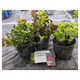 3 MAGICAL RUBY RED HYDRANGEAS