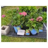 4 SUMMER CRUSH HYDRANGEAS