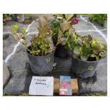 3 RUBY RED HYDRANGEAS