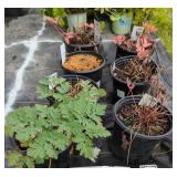 5 LUXURIANT BLEEDING HEART PLANTS